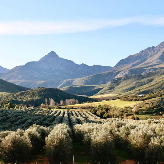 Olijfgaarden van De Rustica in de Klein Karoo in Zuid Afrika